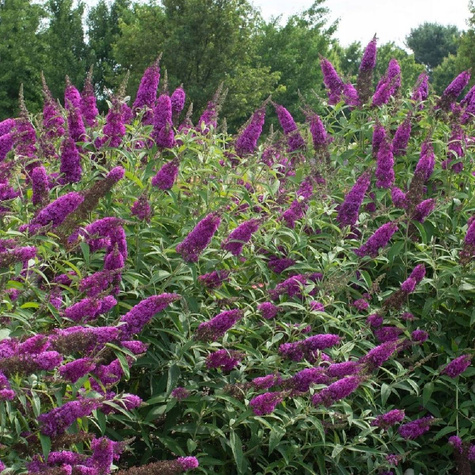 Budleja Dawida Nanho Purple różowo-fioletowa (C2)