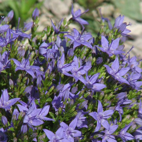 Dzwonek dalmatyński Blue (C2)