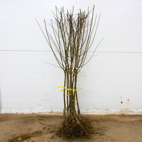 Śliwko-nektaryna Śliwonektaryna Ozark Premier Plant Pack