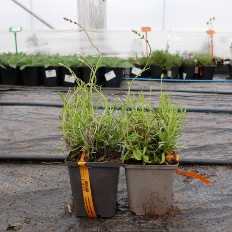 Lawenda wąskolistna lekarska Munstead (C2)