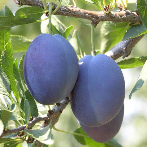 Śliwa Record Plant Pack