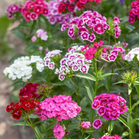 Goździk brodaty mieszanka 0.5g Plantico