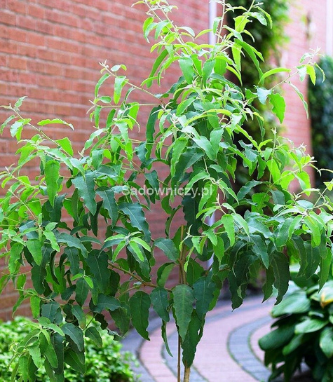 Eukaliptus cytrynowy 0,2g