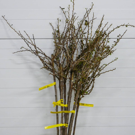 Agrest czerwony Kamieniar na pniu Plant Pack