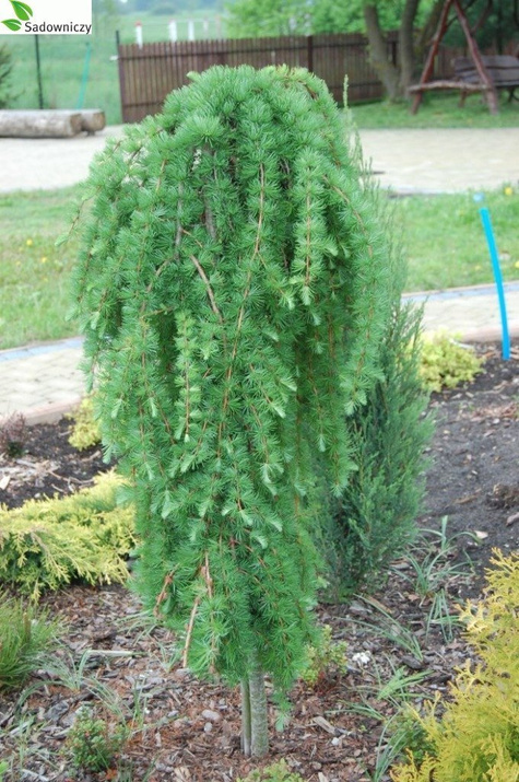 Modrzew europejski Pendula (Pa 120/160, obw. 6/8, H-140/180)