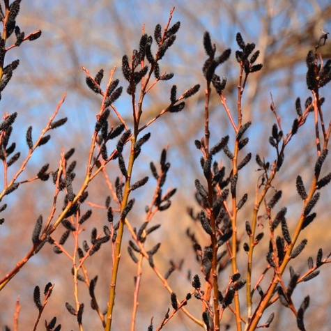 Wierzba smukłoszyjkowa Melanostachys czarne bazie (C2)