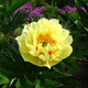 Piwonia drzewiasta Yellow Crown żółta
