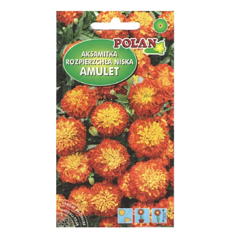 Aksamitka rozpierzchła niska pełna złoto-mahoniowa 1g