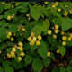 Epimedium Sunny and Share (ISU Awards 2020) (P9)