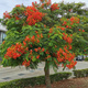 Płomień afryki Delonix Regia 5 szt nasion 