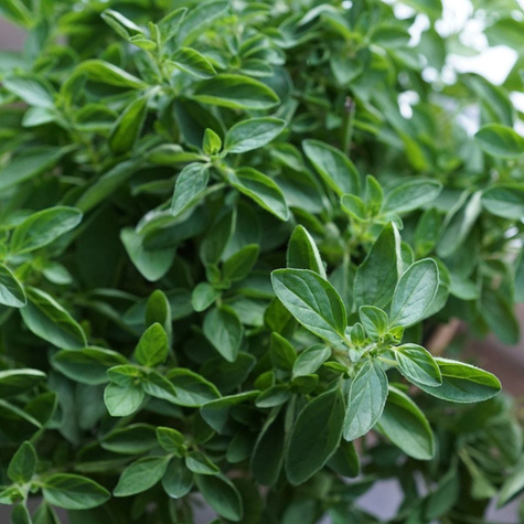 Oregano greckie 0,1g