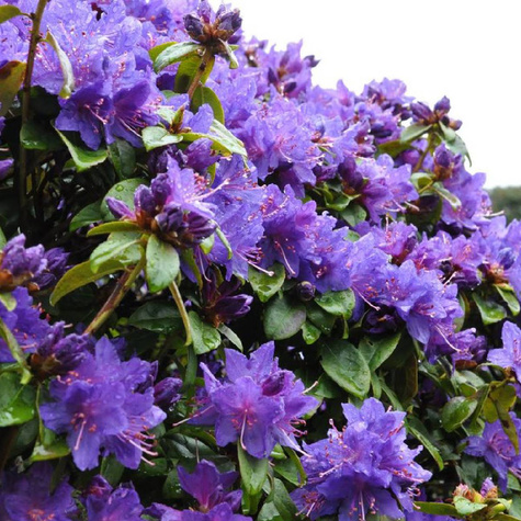 Rododendron różanecznik fioletowy (C2)