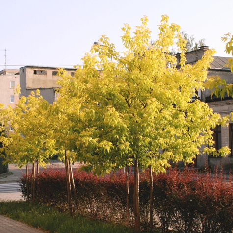 Klon jesionolistny 'Auratum'