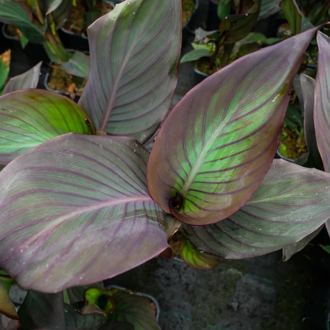 Kanna Canna Kanna czerwona z bordowym liściem Paciorecznik SADZONKA C2