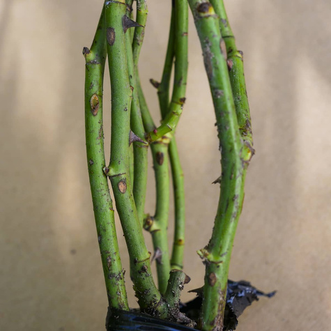 Róża pnąca fioletowo-różowa balot