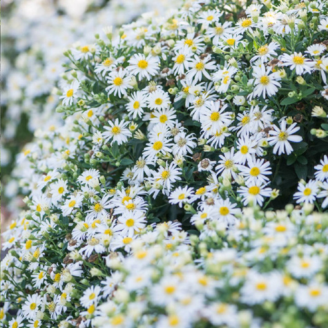 Aster żeniszkowaty Starshine 