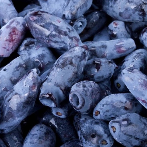 Jagoda kamczacka Zielona