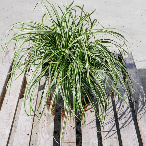 Turzyca japońska Silver Sceptre