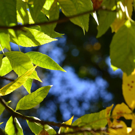 Jesion pensylwański (C2)