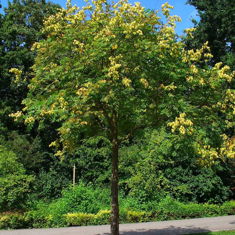 Mydleniec wiechowaty (C2)