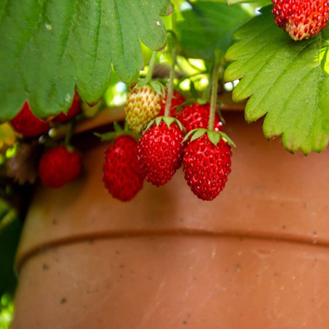 TRUSKAWKA MONTERREY bardzo plenna pyszna PNĄCA WISZĄCA POWTARZAJĄCA 10 szt