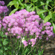 Rutewka orlikolistna (C2)