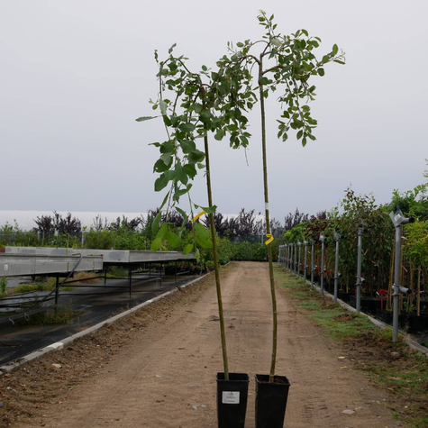 Wierzba IWA Szczepiona Na Pniu