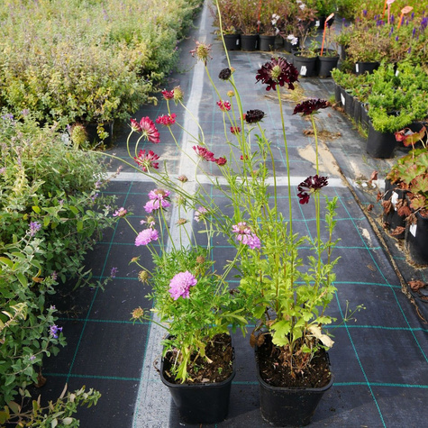 Driakiew Wdówka mix kolorów