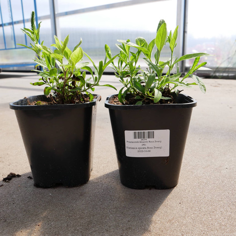 Przetacznik kłosowy Rosa Zwerg (C2)