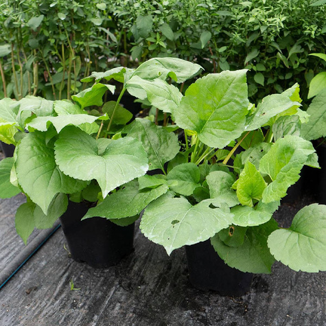 Aster wielkolistny Aster macrophyllus