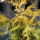 Thuja Tuja Żywotnik zachodni Sunkist (C2)