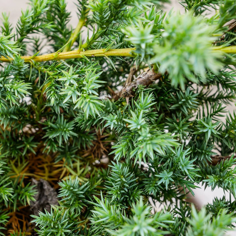 Jałowiec chiński Blue Alps (C2)