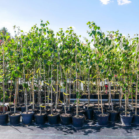 Brzoza pożyteczna Dorenboos wielopniowa (C5)