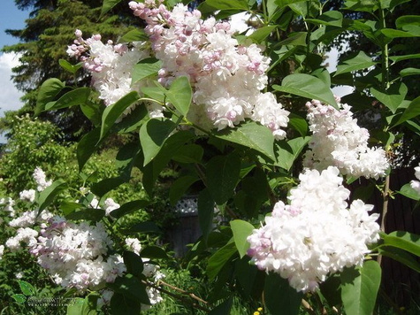 Lilak pospolity Bez Krasawitsa Moskvy (C20)