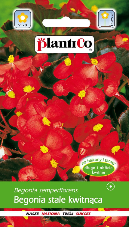 Begonia stale kwitnąca czerwona, czerwonolistna Plantico