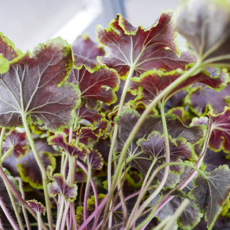 Żuraweczka Solar Eclipse (C2)