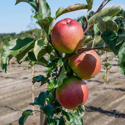 Jabłoń typu Adams Apple PLANT PACK