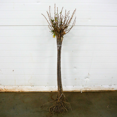 Agrest czerwony Niesłuchowski na pniu Plant Pack