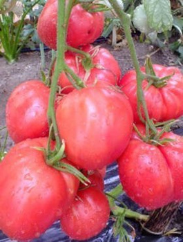 Pomidor gruntowy wysoki Malinowy Warszawski 10g