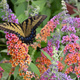 Budleja Dawida Flower Power (C2)