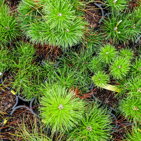 Sosna górska kosodrzewina Mughus P9