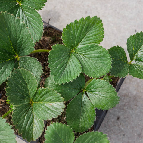 Truskawka El Gigant multiplat 10szt