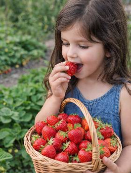 Zestaw Truskawek Wczesny Start Frigo