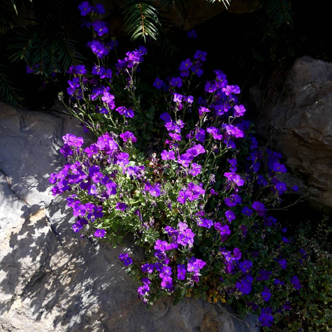 Żagwin ogrodowy fioletowy (C2)