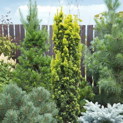 Cis pospolity Fastigiata Aurea