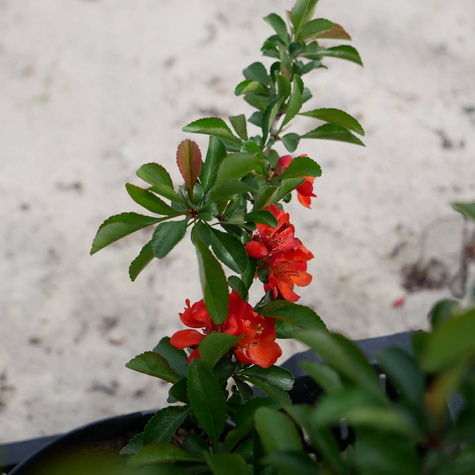 Pigwowiec pośredni Texas Scarlet Ozdobny na Nalewki (C2)