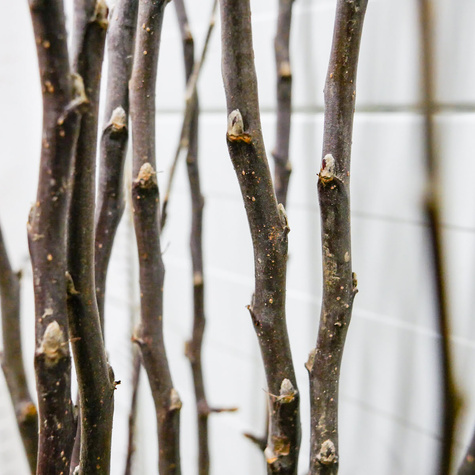 Jabłoń typu Red Chief Camspur Plant Pack