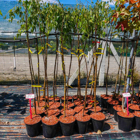 Brzoza Brodawkowata Gracilis Szczepiona Na Pniu