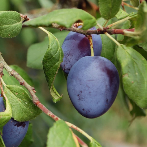 Śliwa Węgierka Włoska Kwecza Plant Pack