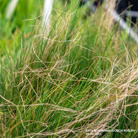 Kostrzewa amnetystowa